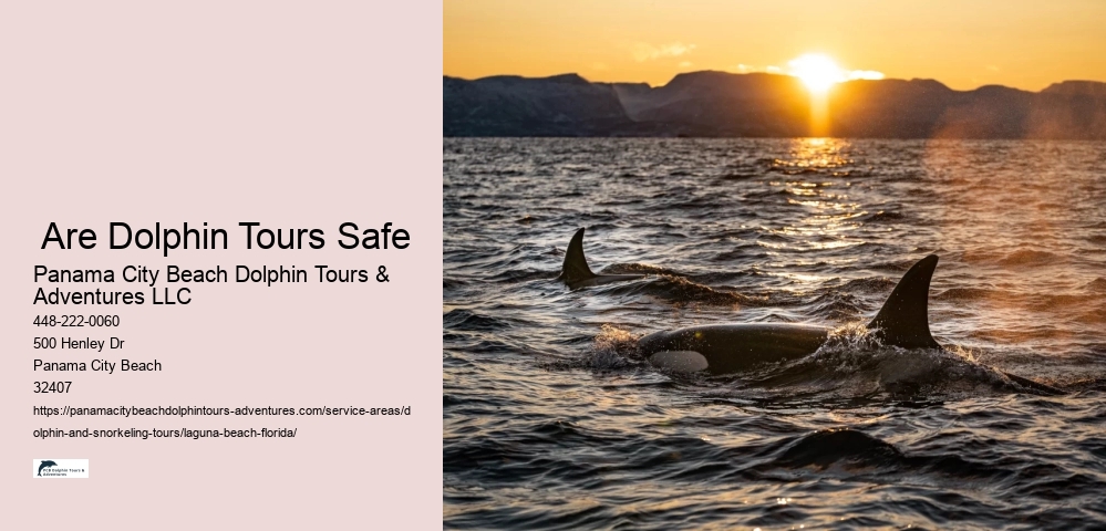 Split Charter Dolphin And Snorkeling Tours 2 Hours