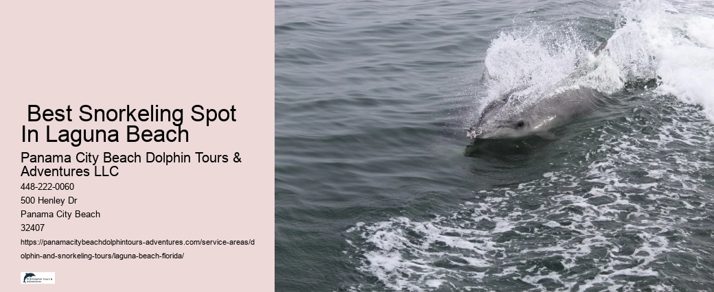 Cheap Dolphin Tours Near Me