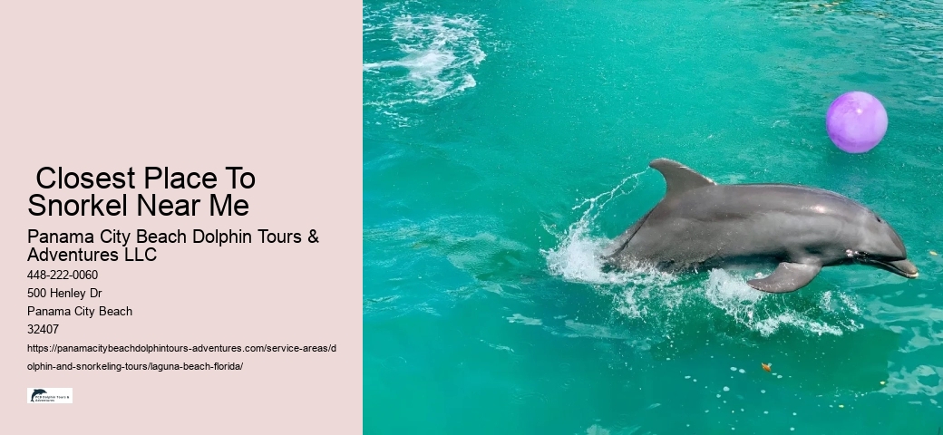 Dolphin And Snorkeling Tours Laguna Beach Florida
