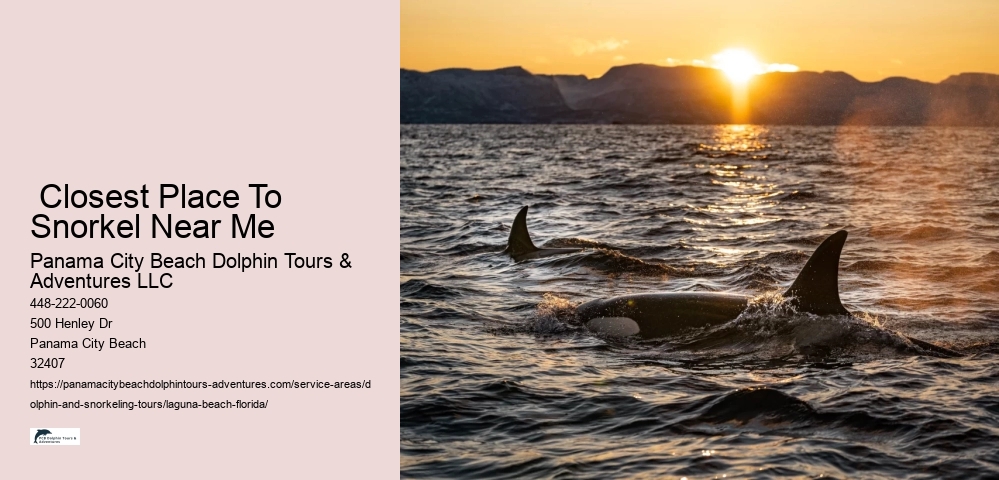 Dolphin And Snorkeling Tours