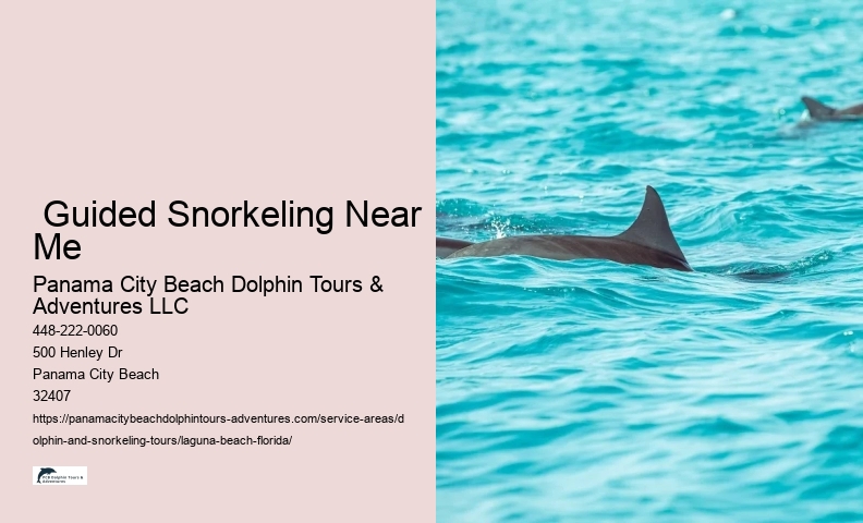 Dolphin Excursions Near Me