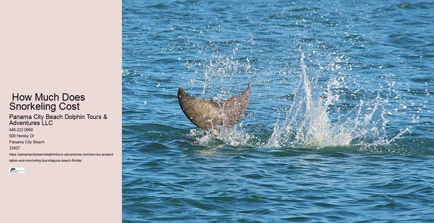 What is the difference between dolphin encounter and dolphin swim