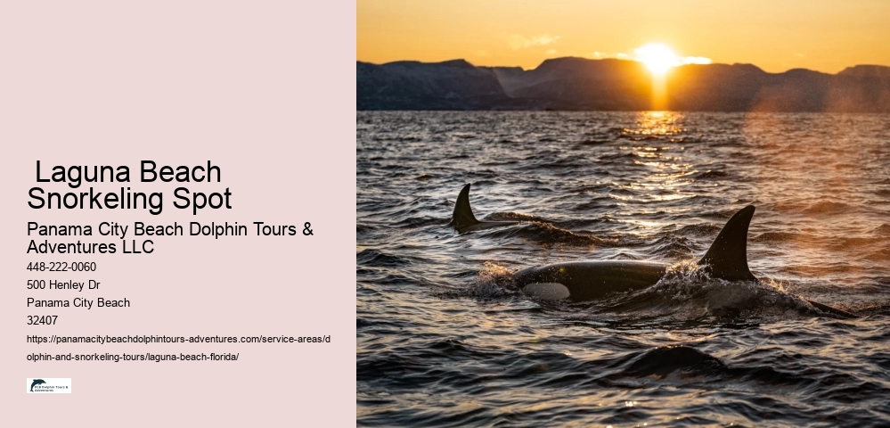 Dolphin And Snorkeling Tours In Panama City Beach