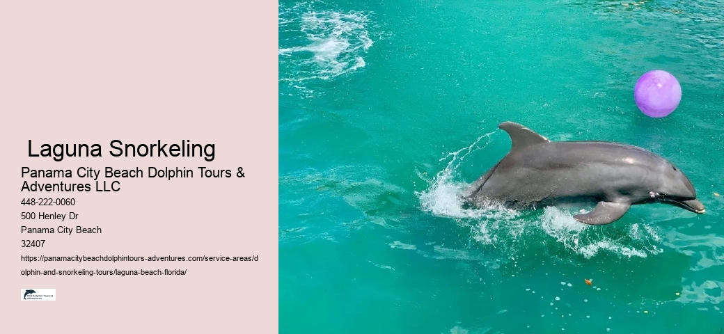What does it mean when you see dolphins at the beach