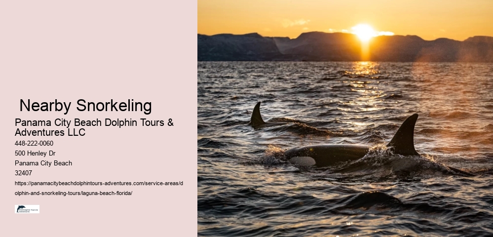 What safety precautions should be considered when taking children on dolphin and snorkeling tours in the Gulf of Mexico
