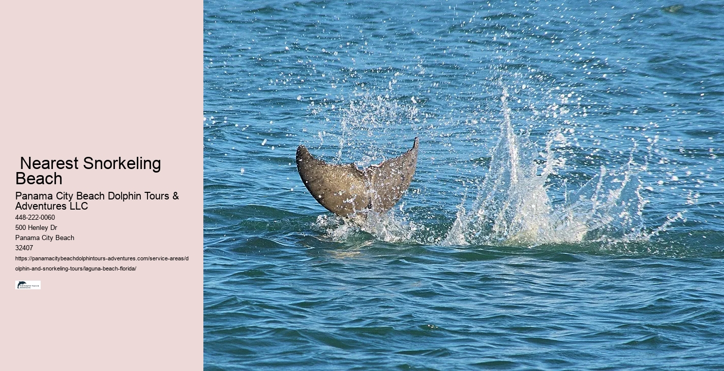 Swim With Dolphins Near Me