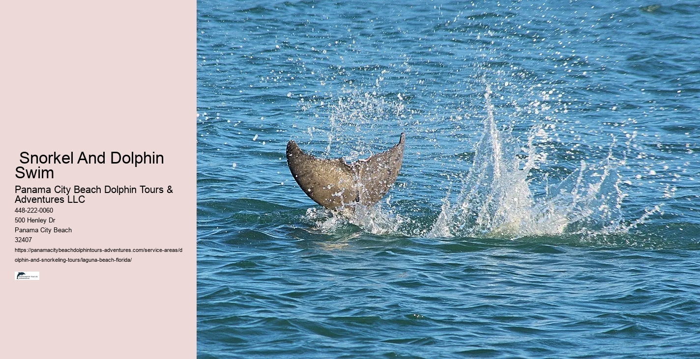 What beach in Florida has the most dolphins