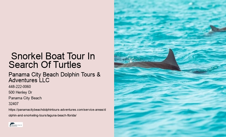 Dolphin Tours Near.me