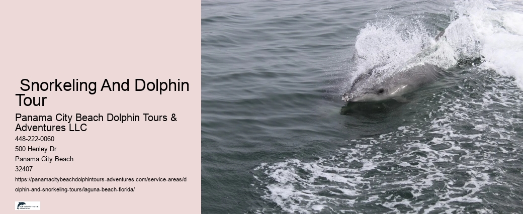 Dolphin And Snorkeling