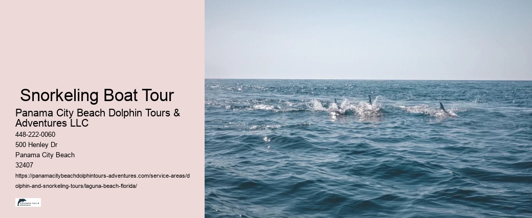 Dolphin And Shelling Tours Near Me