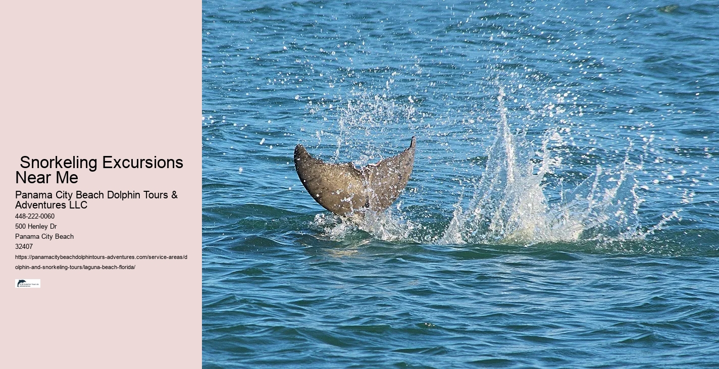 Dolphin And Snorkel Tours
