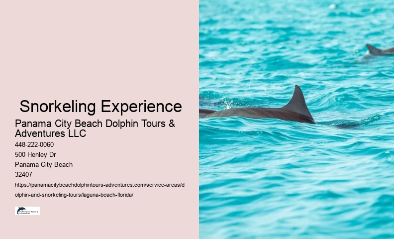 Florida Dolphin Tours