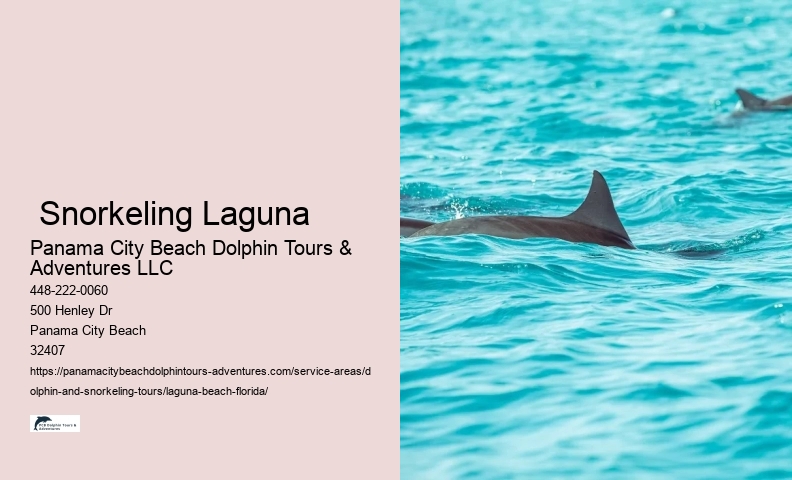Florida Dolphin Tours