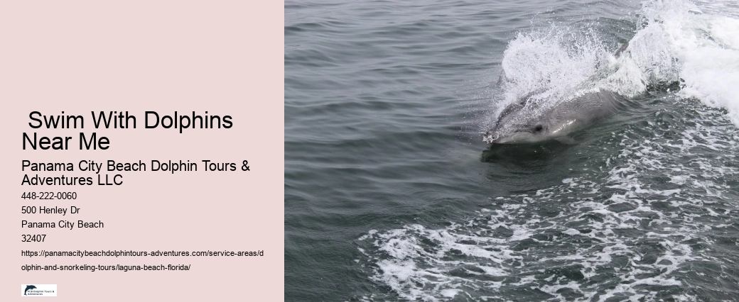 Where can you swim with wild dolphins in Florida