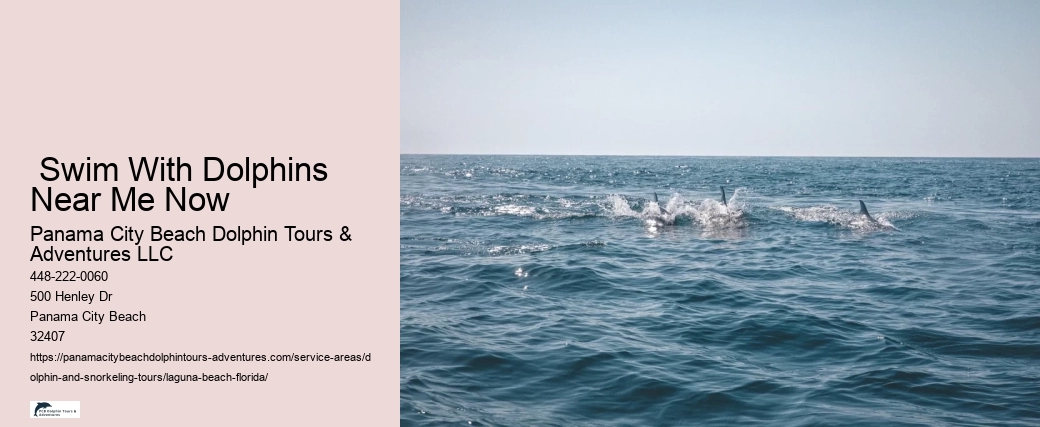 How Much Does It Cost To Swim With Dolphins