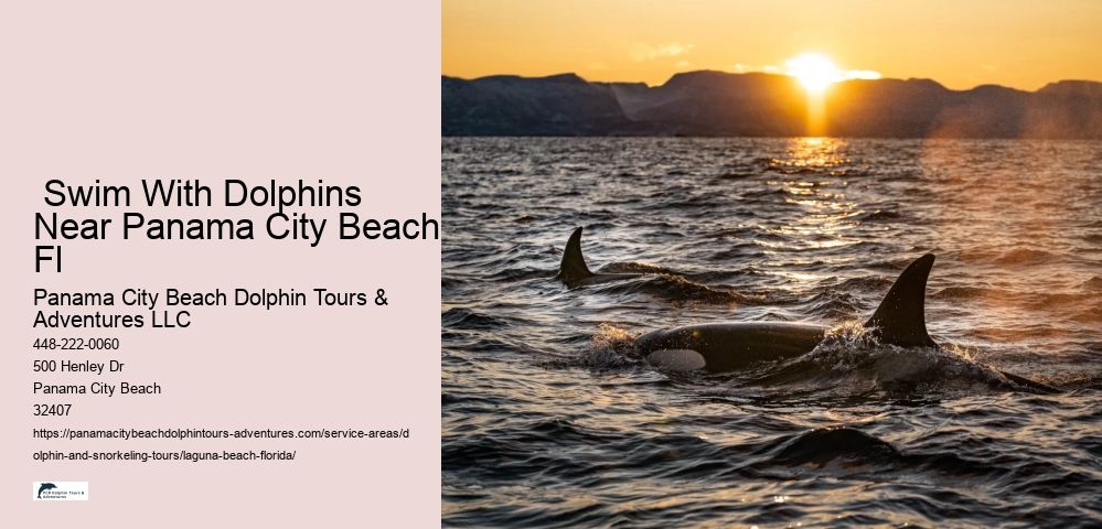 How much does it cost to swim with dolphins in Florida