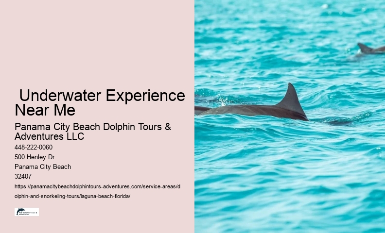 Swim With Dolphins