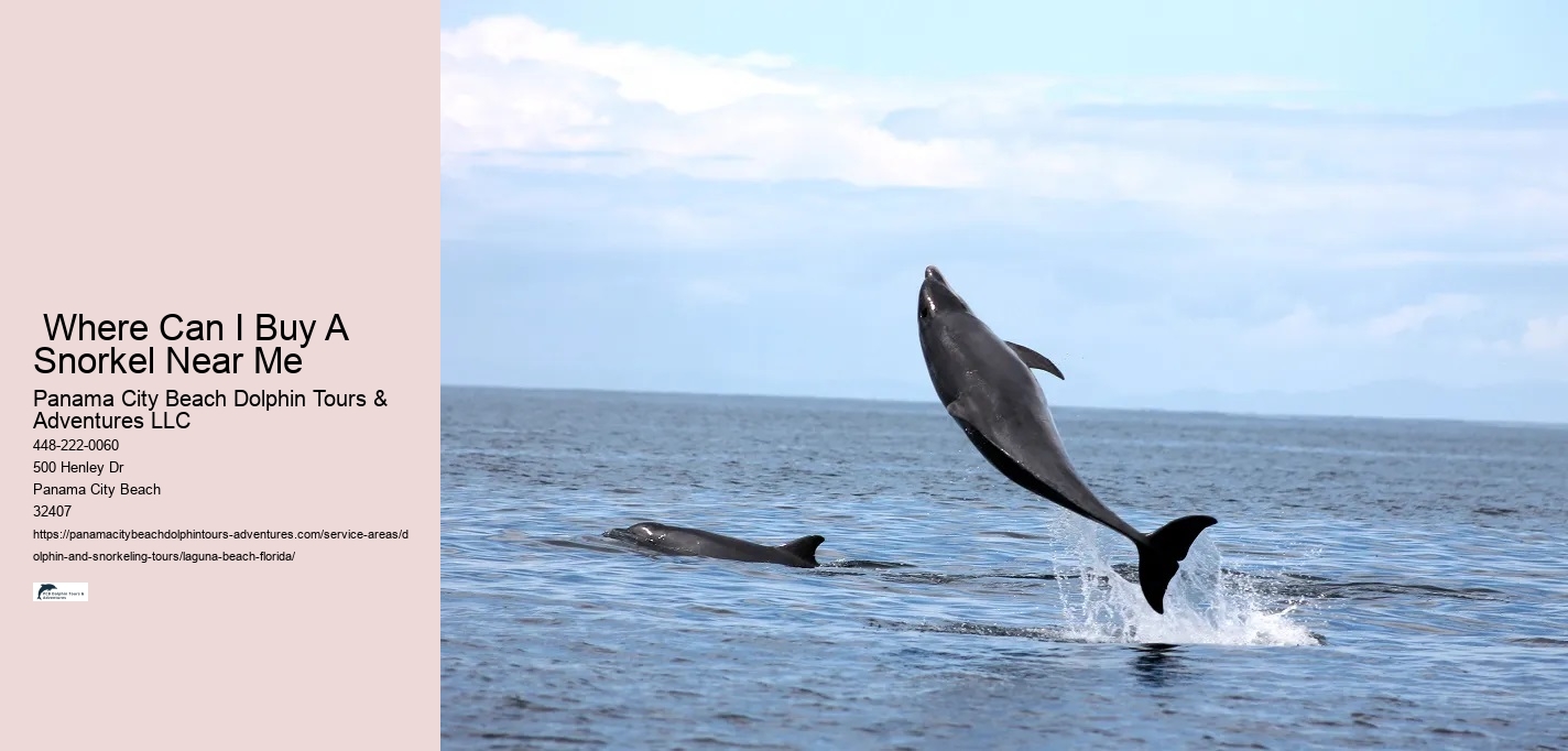 What is the difference between dolphin encounter and dolphin swim