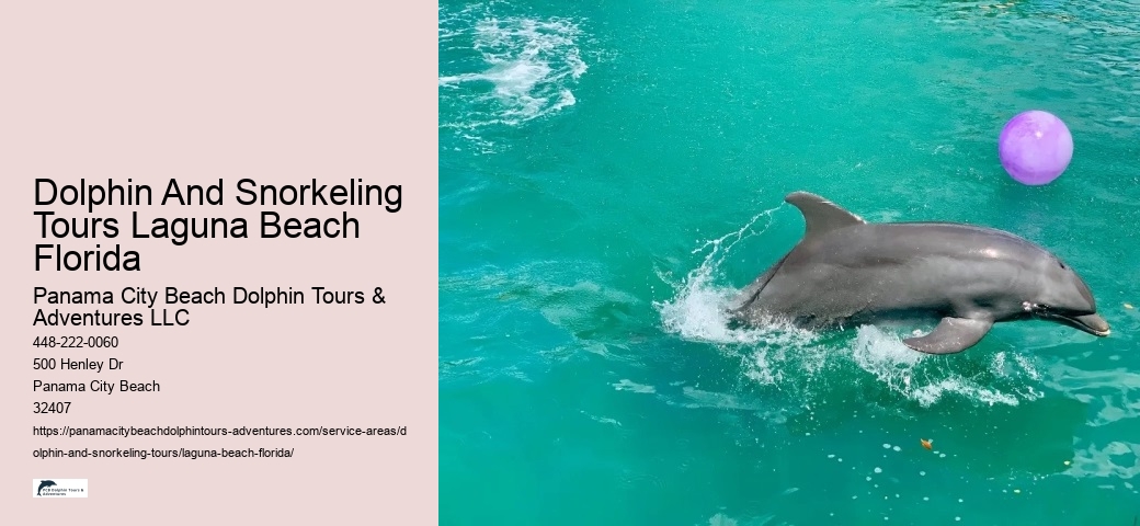 Dolphin And Snorkeling Tours Laguna Beach Florida
